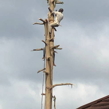 Twee mannen verwijderen de gevaarlijk grote bomen.