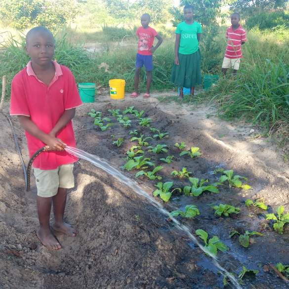 Bewateren van de groente