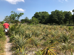 Velden vol met ananas